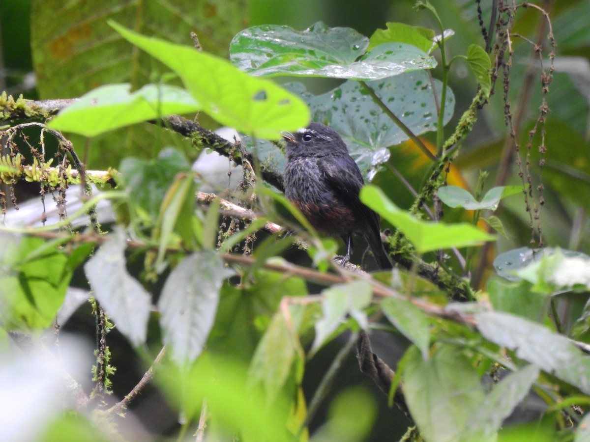 Chestnut-bellied Chat-Tyrant - ML646400905