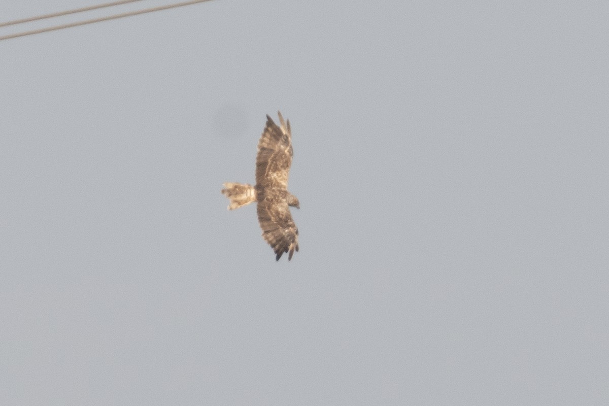 moták východní - ML646400907