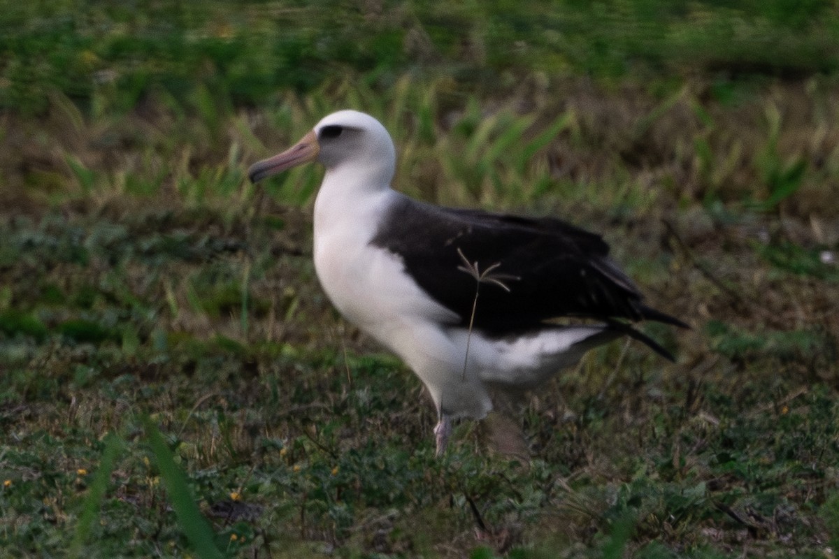 Laysan Albatross - ML646400908