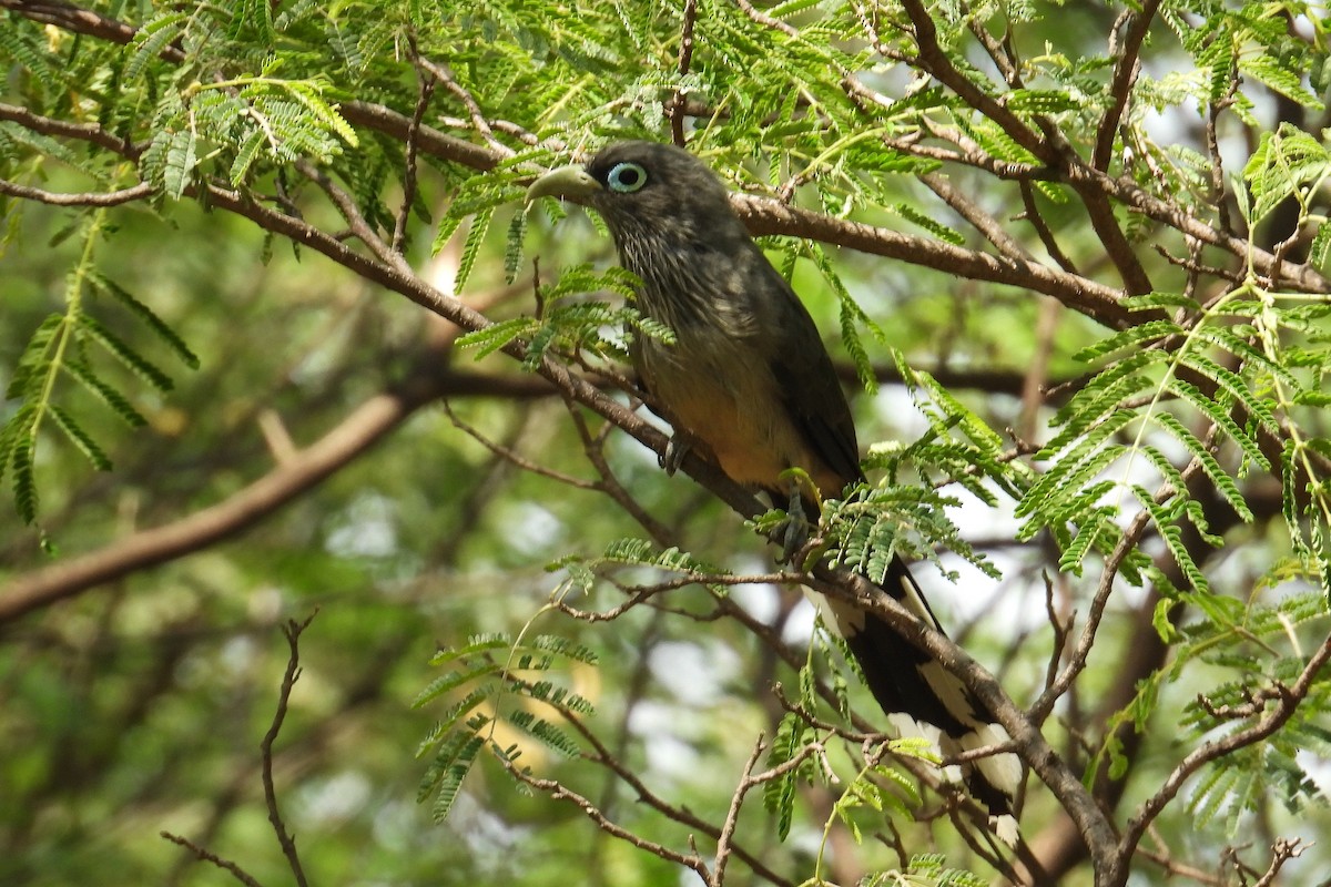 Blue-faced Malkoha - ML646400909