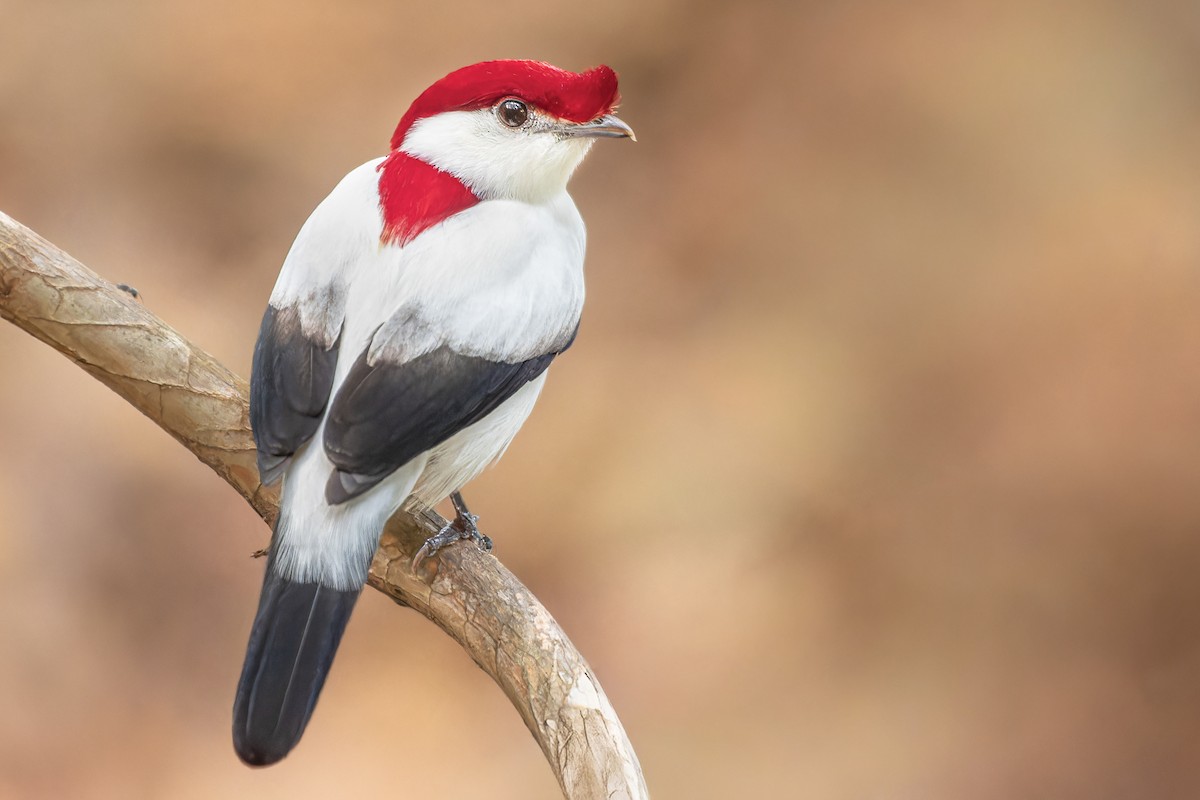 Araripe Manakin - ML646400914