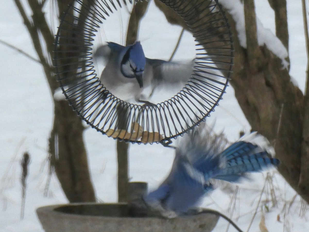 Blue Jay - ML646400915