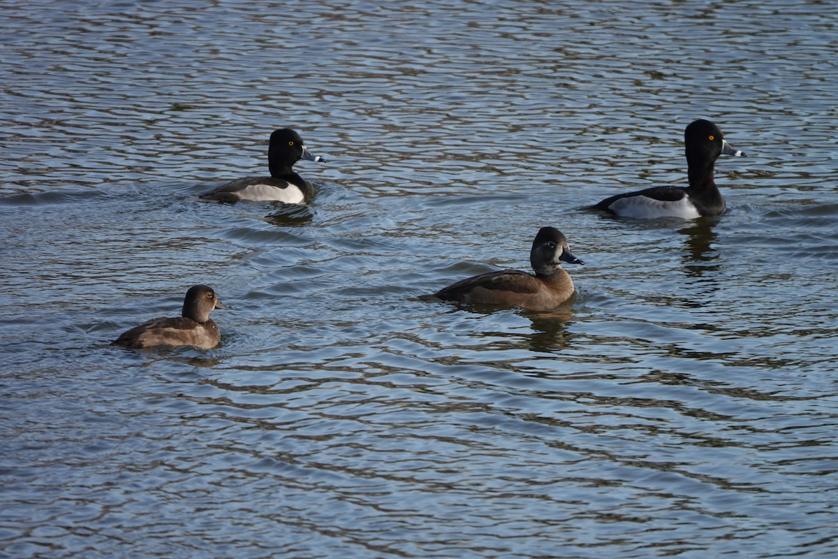 Ring-necked Duck - ML646400916