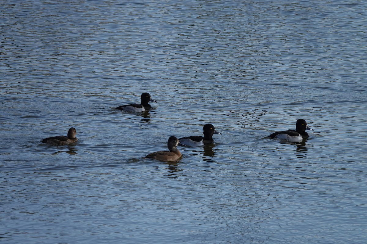 Ring-necked Duck - ML646400917
