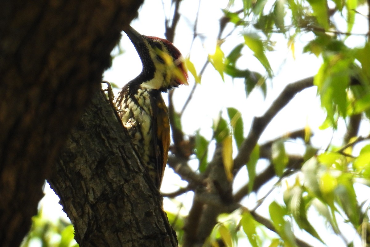 Pito Bengalí - ML646400918