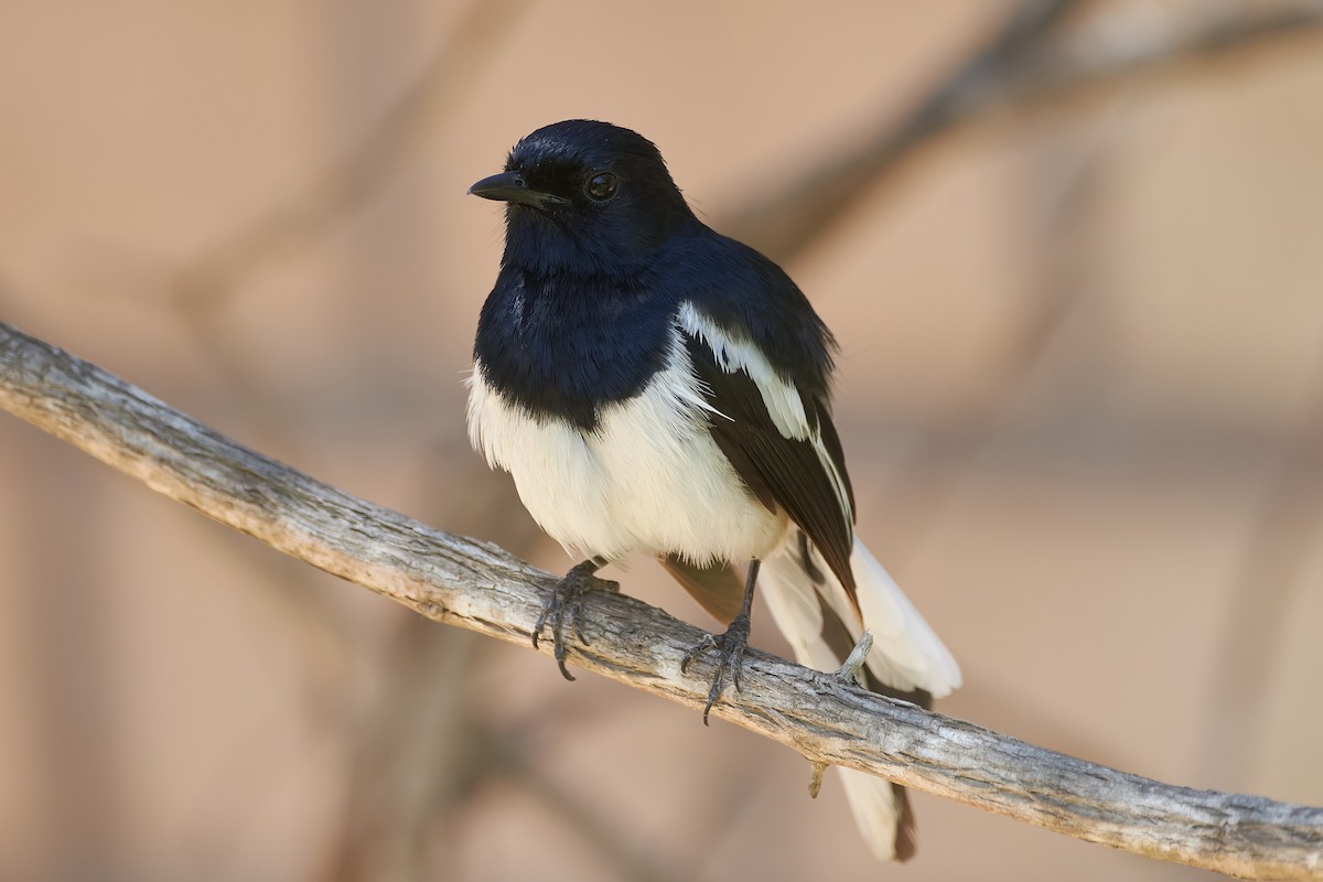 Shama Malgache - ML646400919