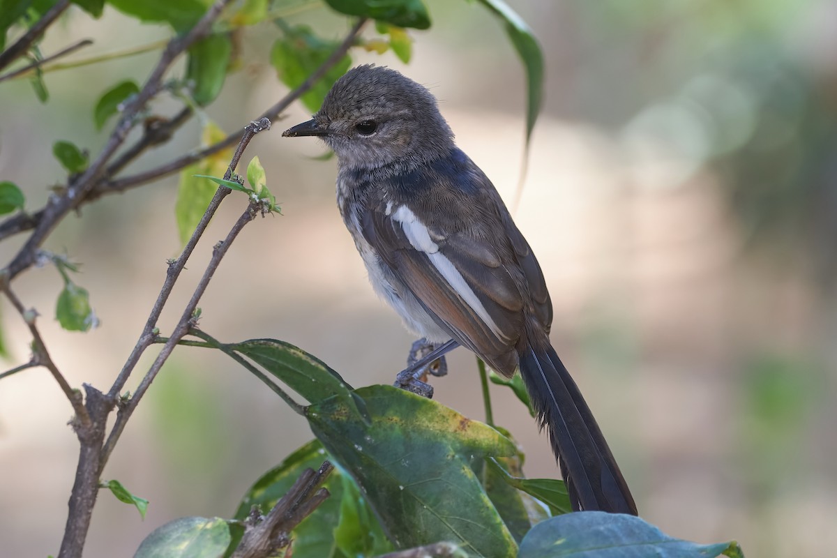 Shama Malgache - ML646400920