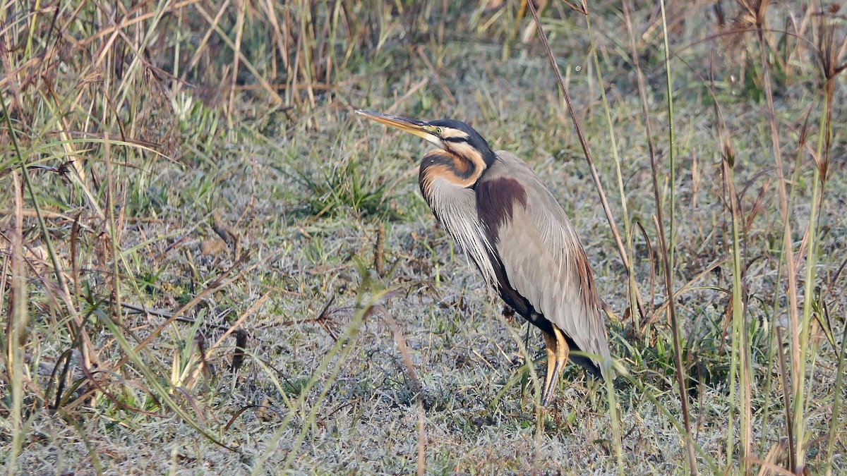 Purple Heron - ML646400921