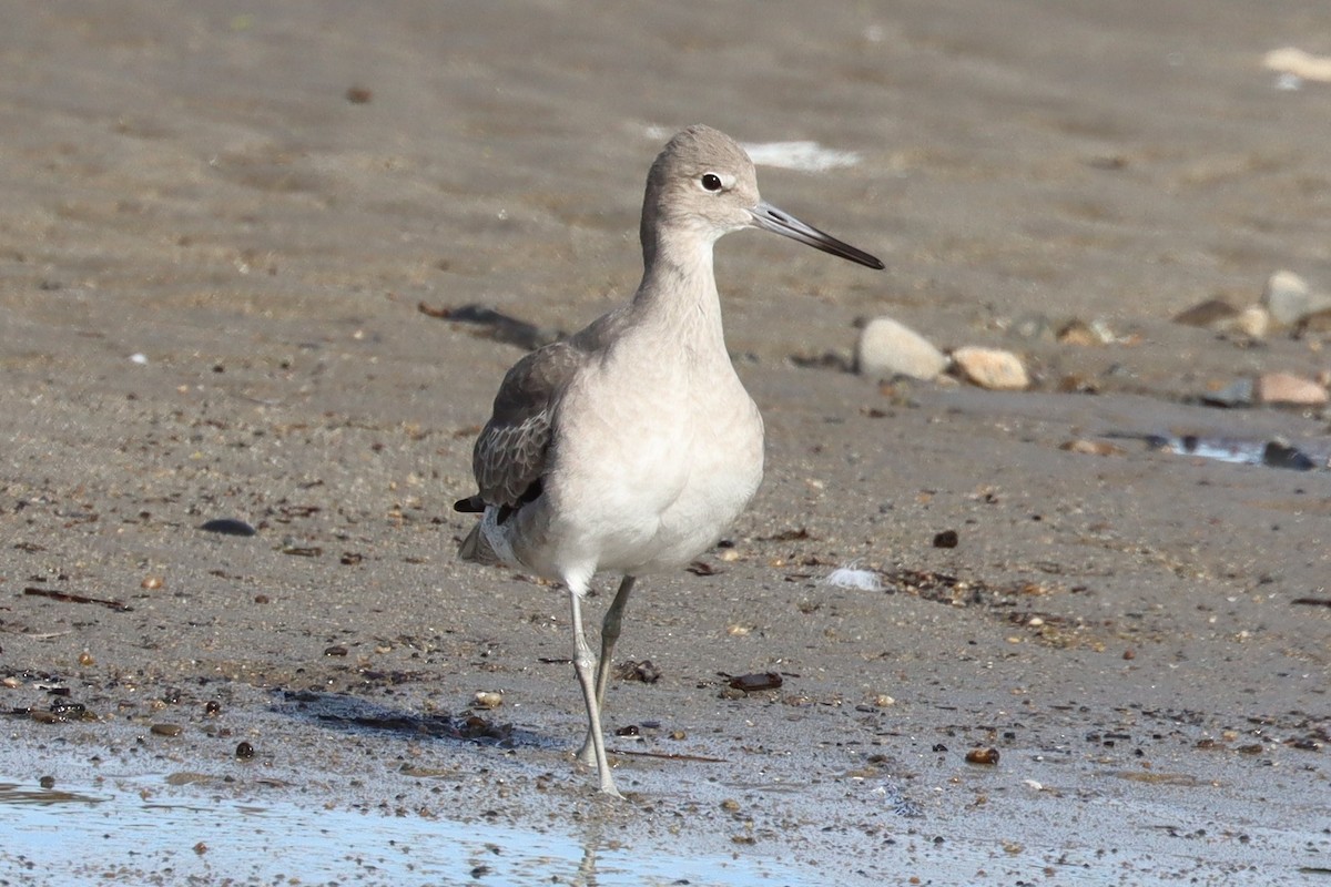 Willet - ML646400922