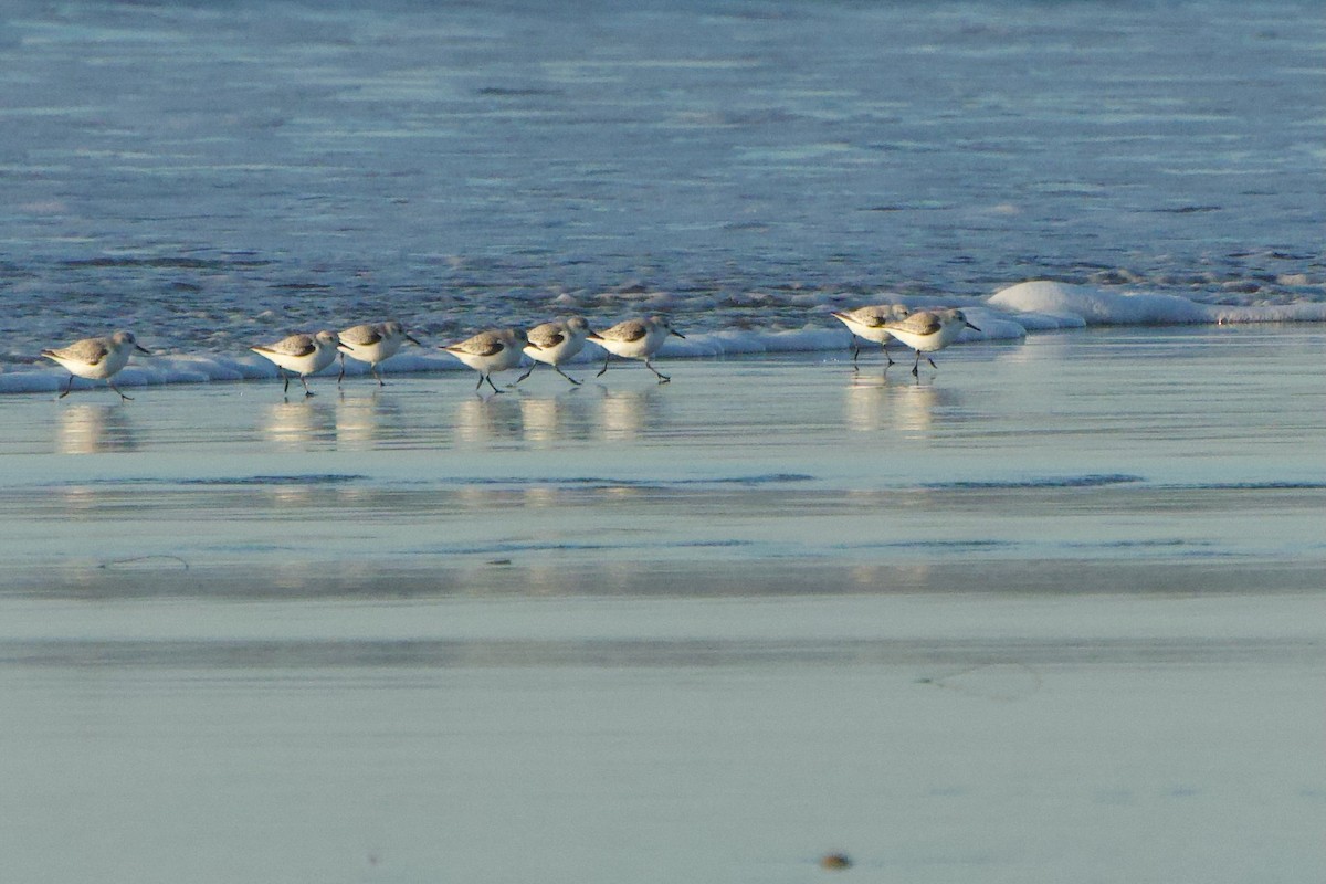 Sanderling - ML646400923