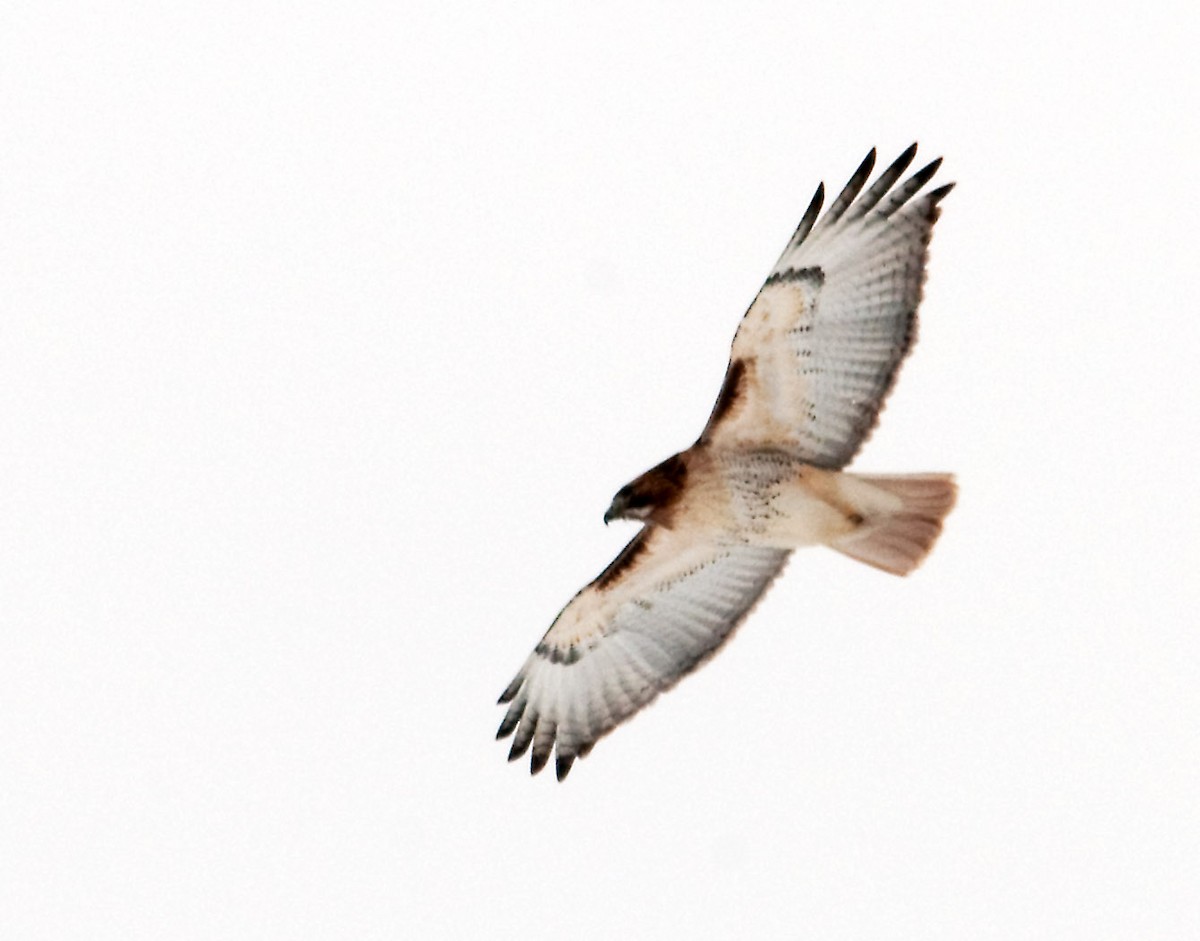 Red-tailed Hawk (borealis) - ML646400927
