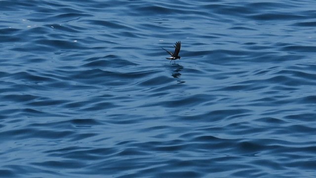 Paíño de Wilson - ML646400928