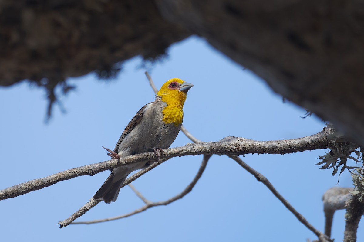 Tejedor Sakalava - ML646400931