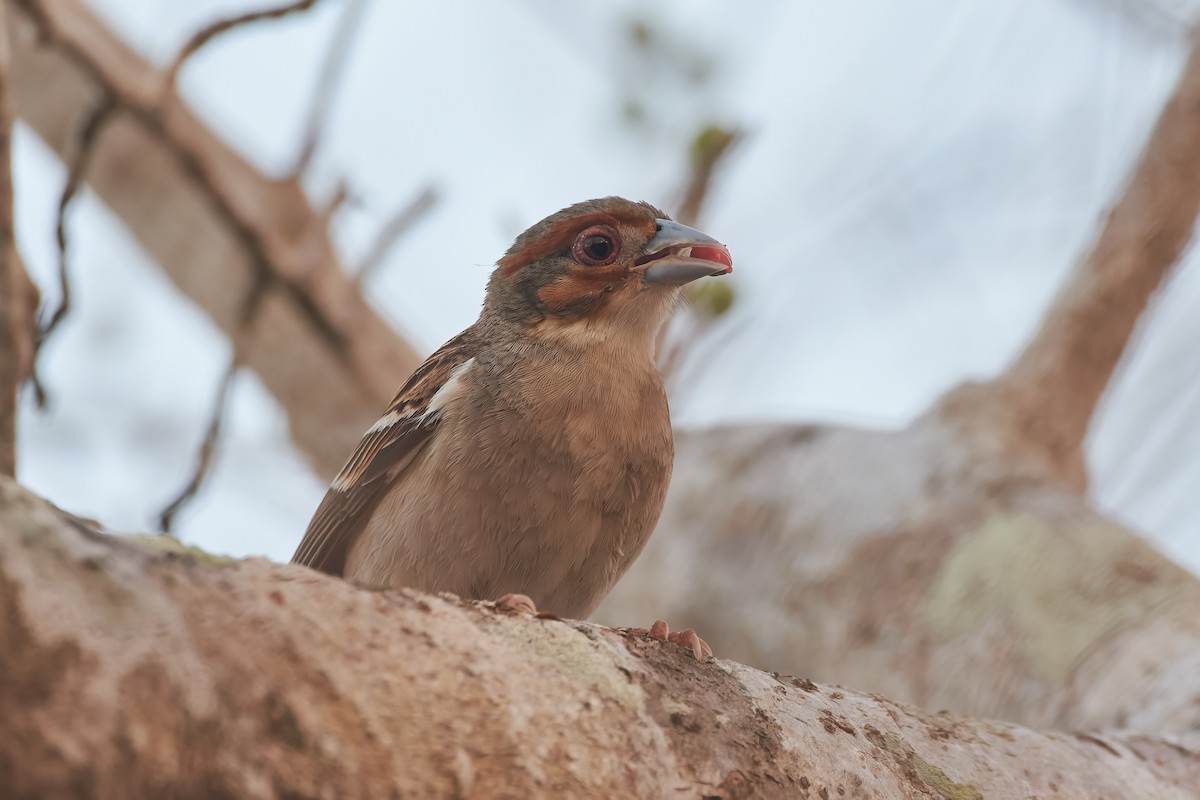 Tejedor Sakalava - ML646400932