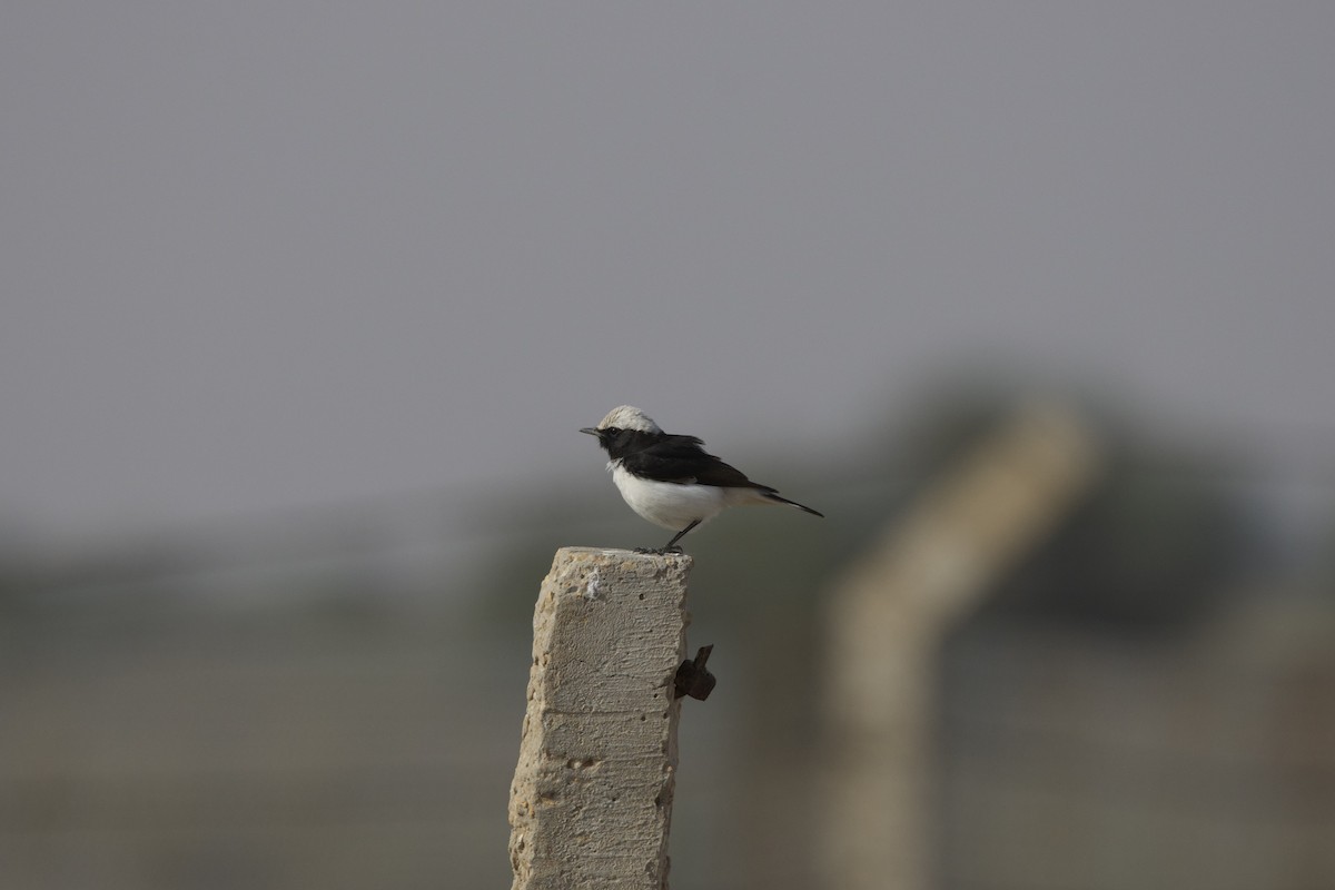 Collalba Variable - ML646400934