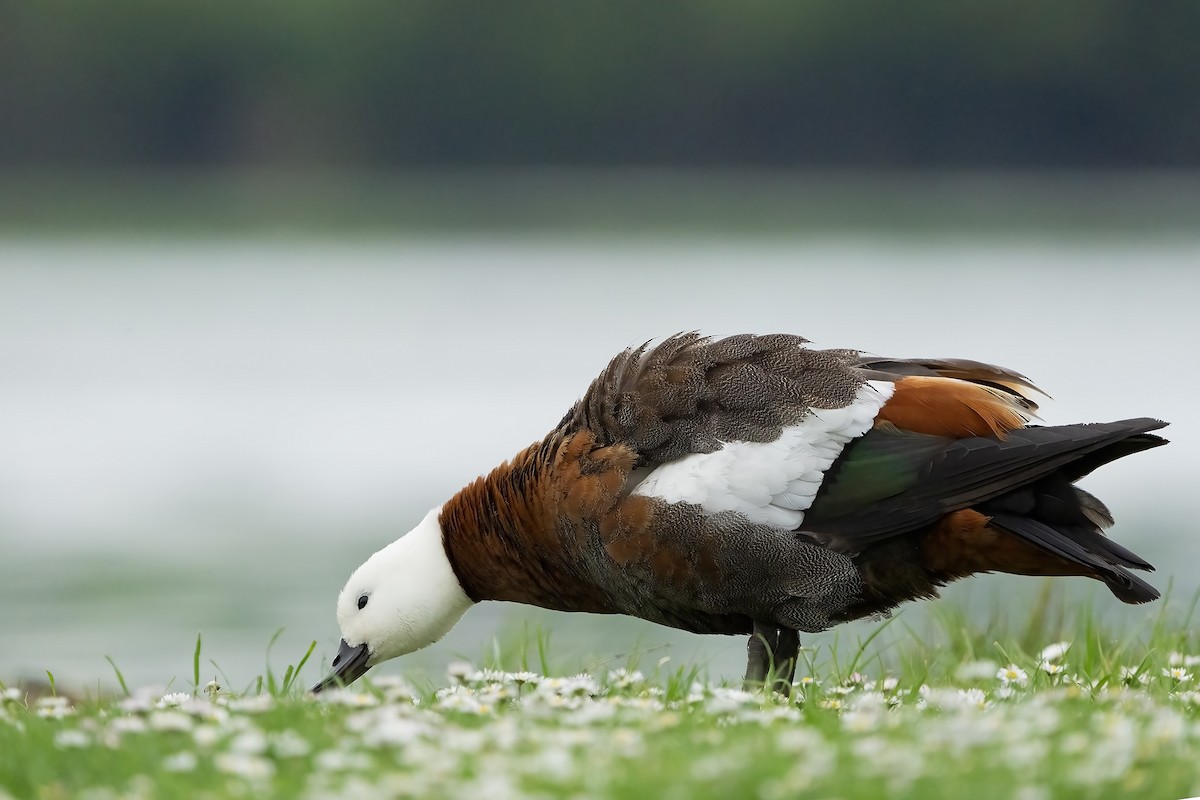 Tarro Maorí - ML646400936