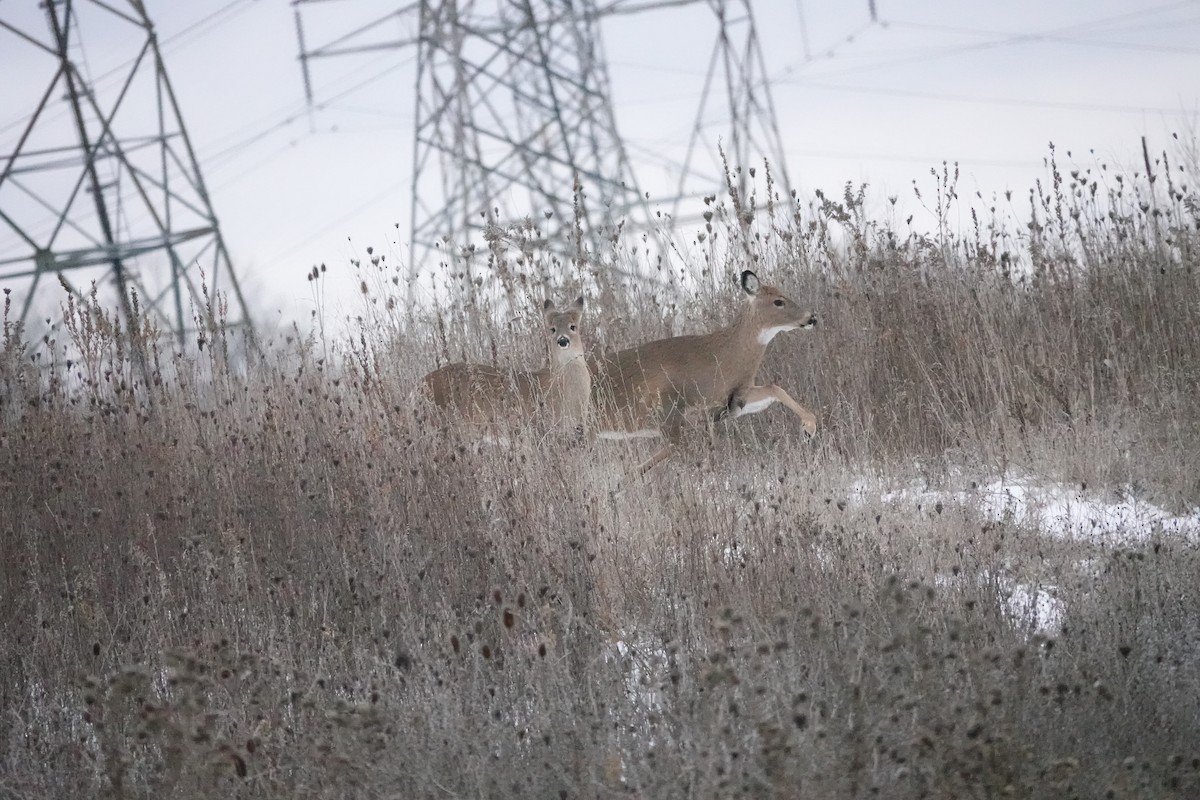 White-tailed Deer - ML646400938
