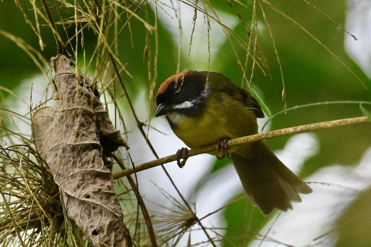 Atlapetes Bigotudo - ML646400939