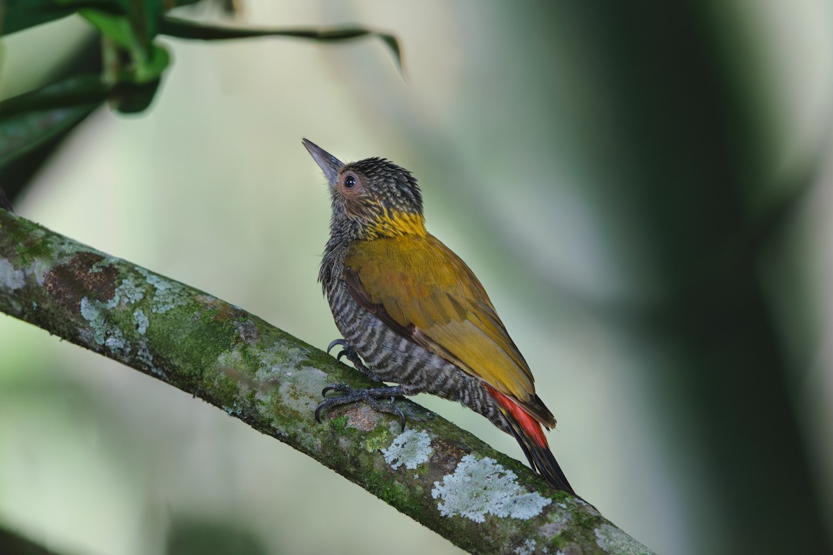 Carpintero Culirrojo - ML646400940