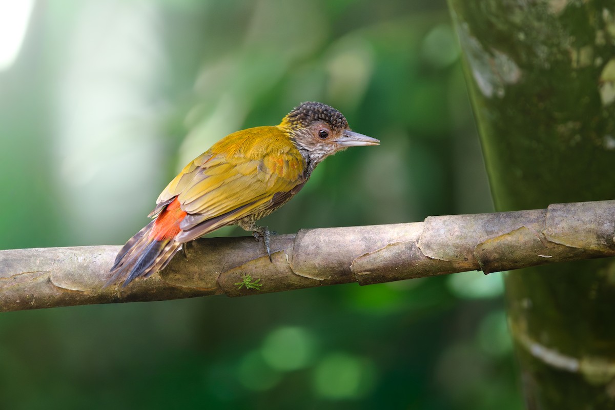 Carpintero Culirrojo - ML646400941