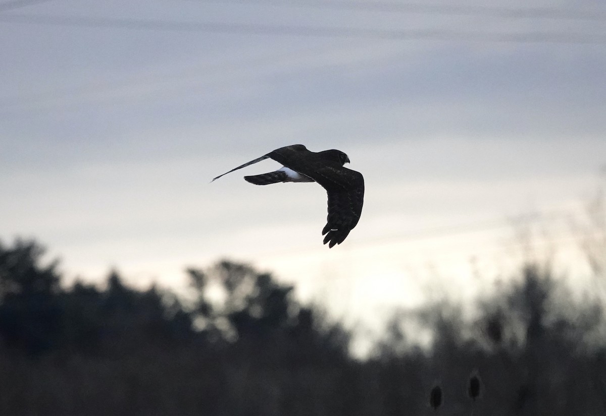 Aguilucho de Hudson - ML646400942