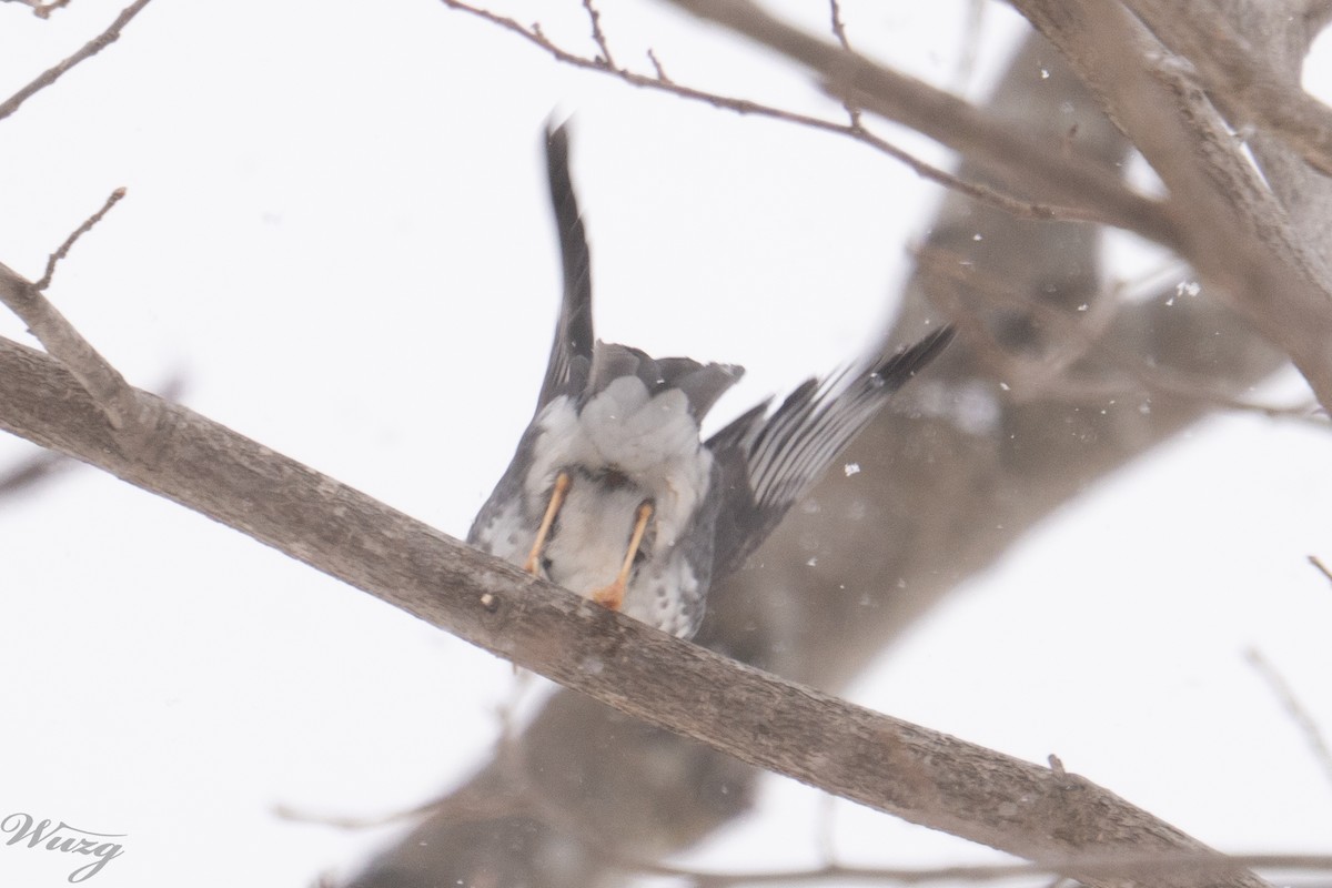 Japanese Thrush - ML646400943