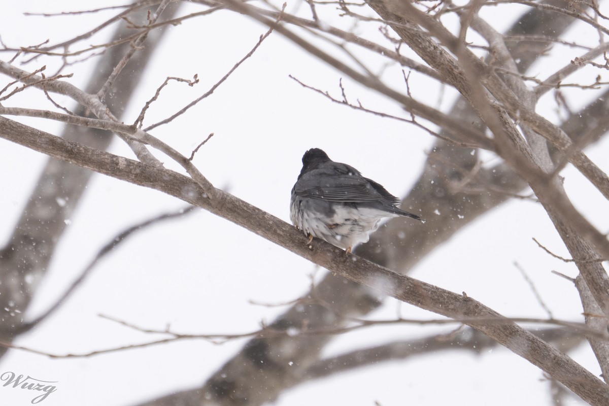 Japanese Thrush - ML646400944