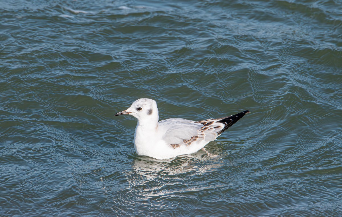 Gaviota de Bonaparte - ML646400945