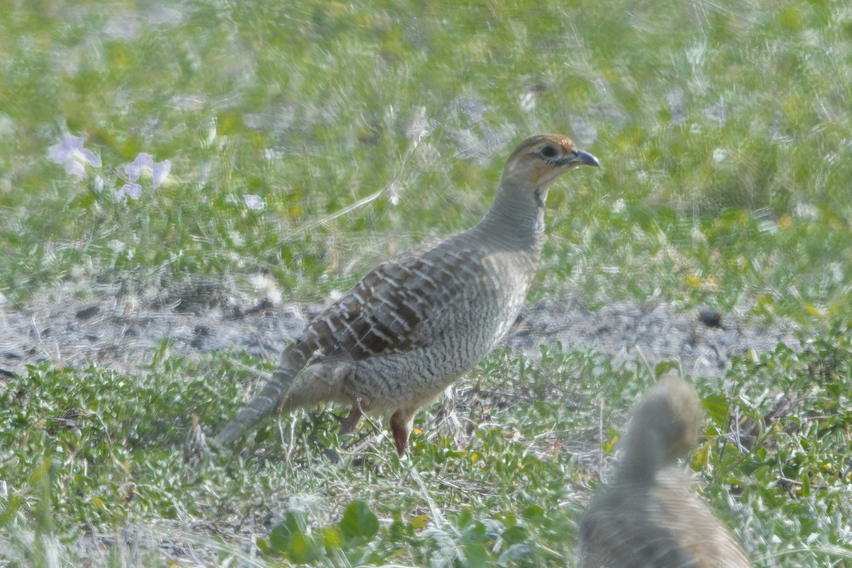 Francolín Gris - ML646400947