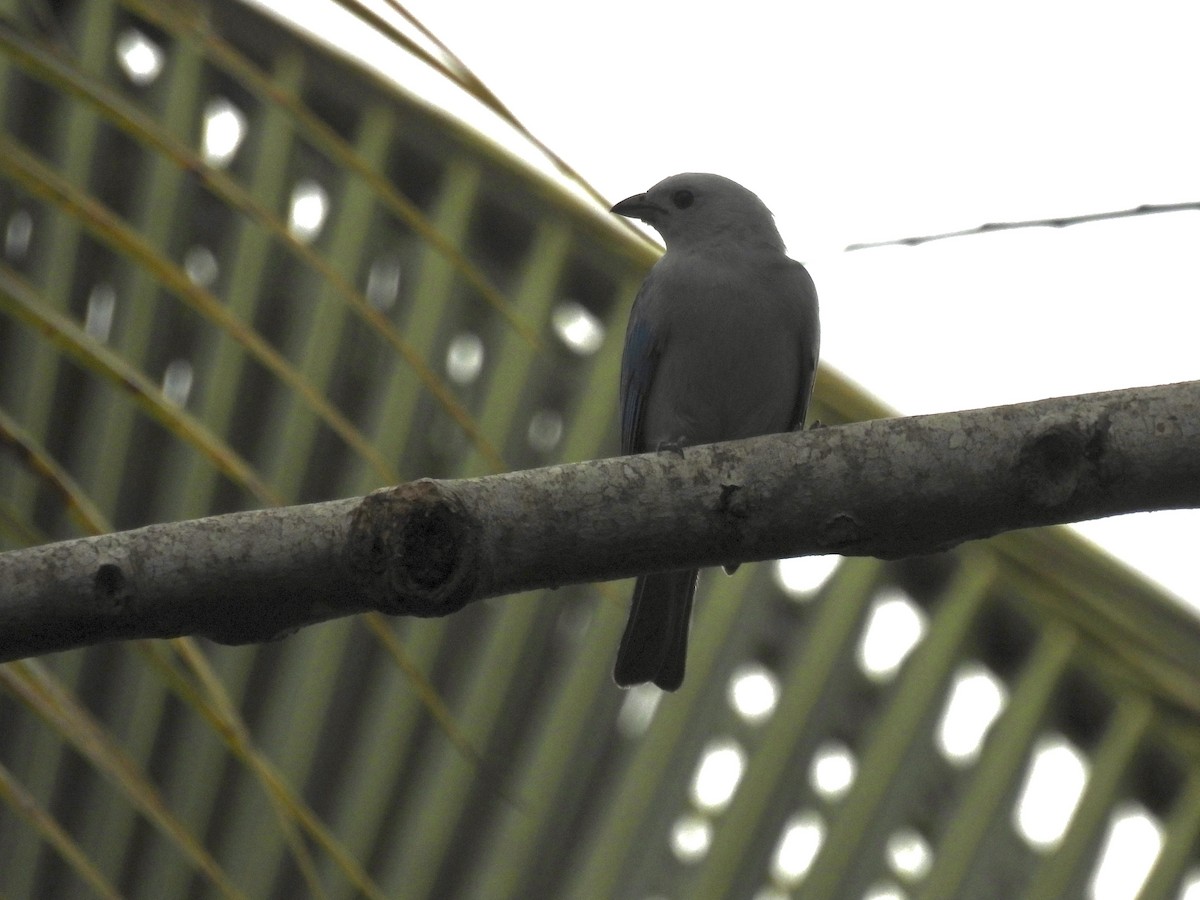 Tangara Azuleja - ML646400950