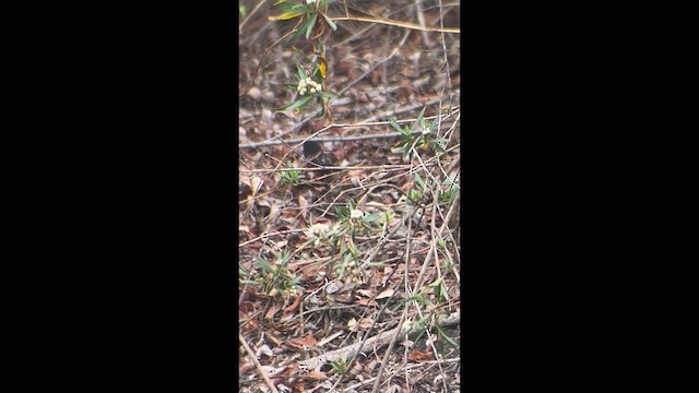 Toquí Moteado - ML646400951