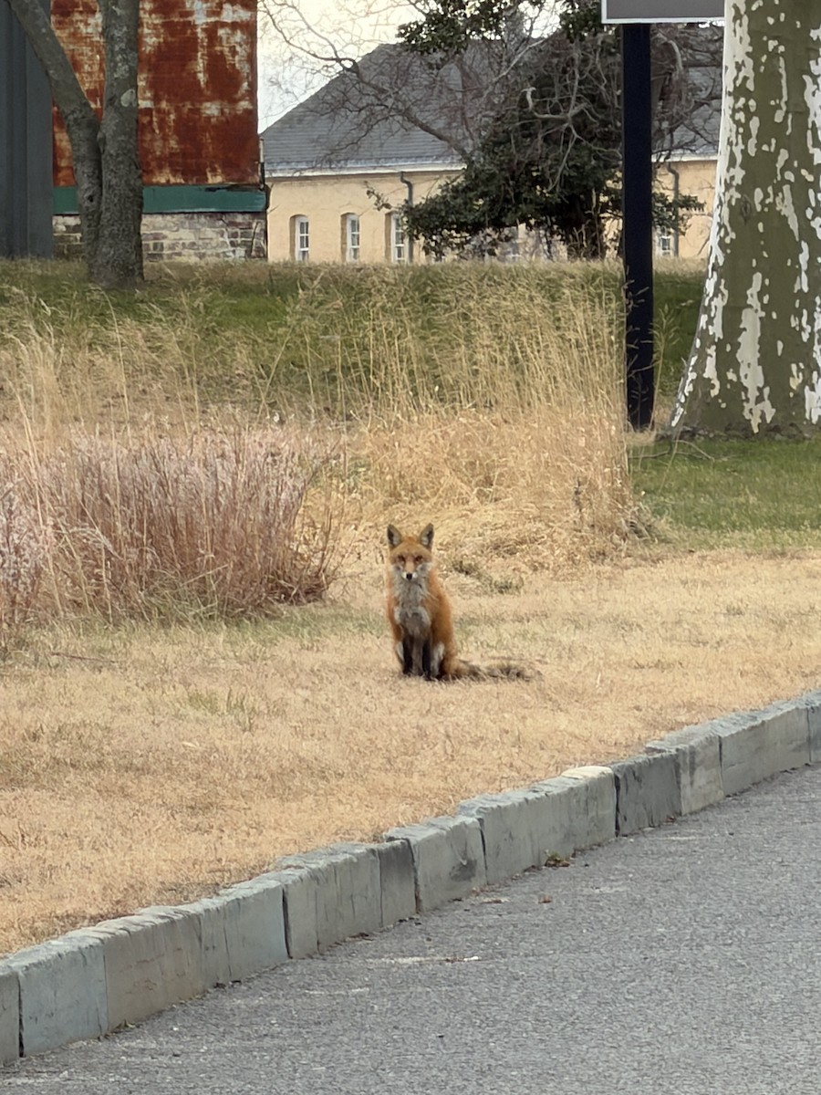 Animals - ML646400952