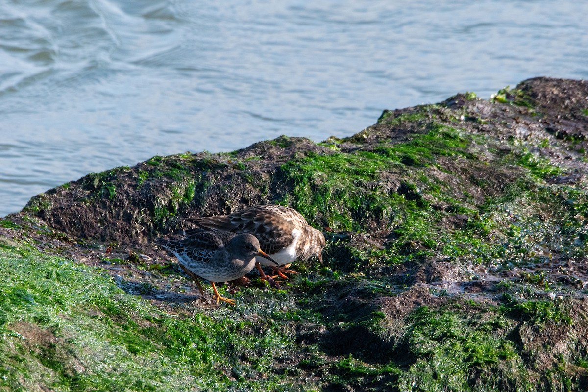 Vuelvepiedras Común - ML646400953