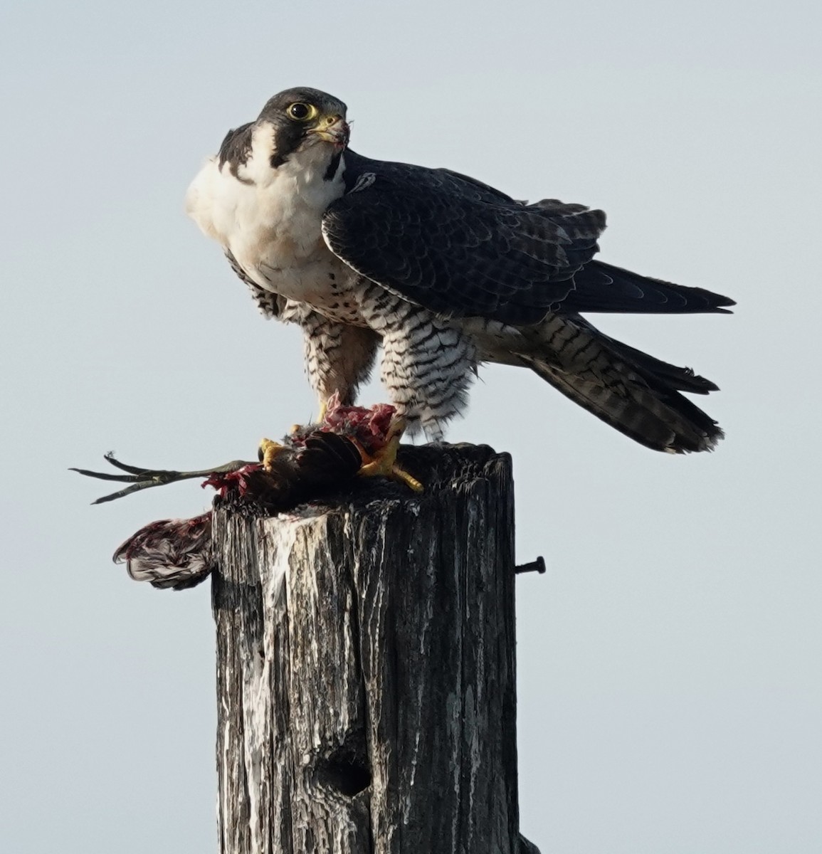 Halcón Peregrino - ML646400954