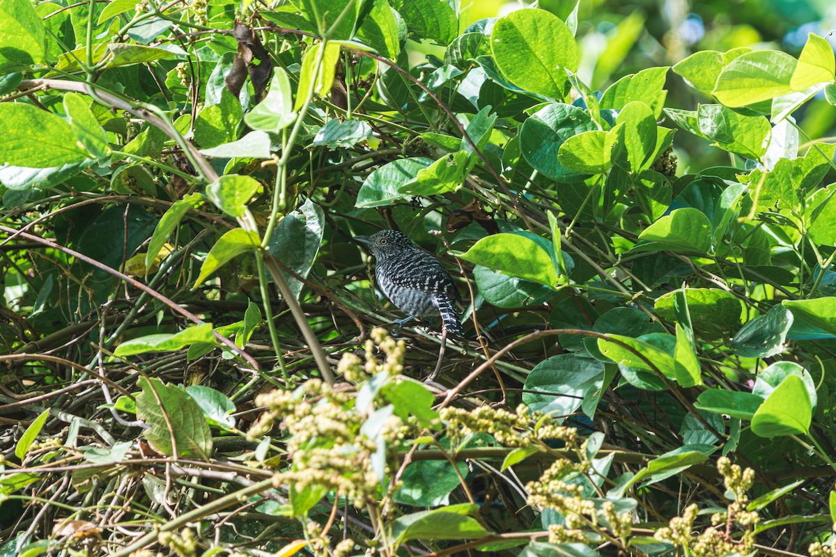 Batará Barrado - ML646400955