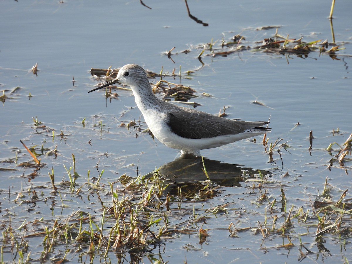 Archibebe Fino - ML646400956