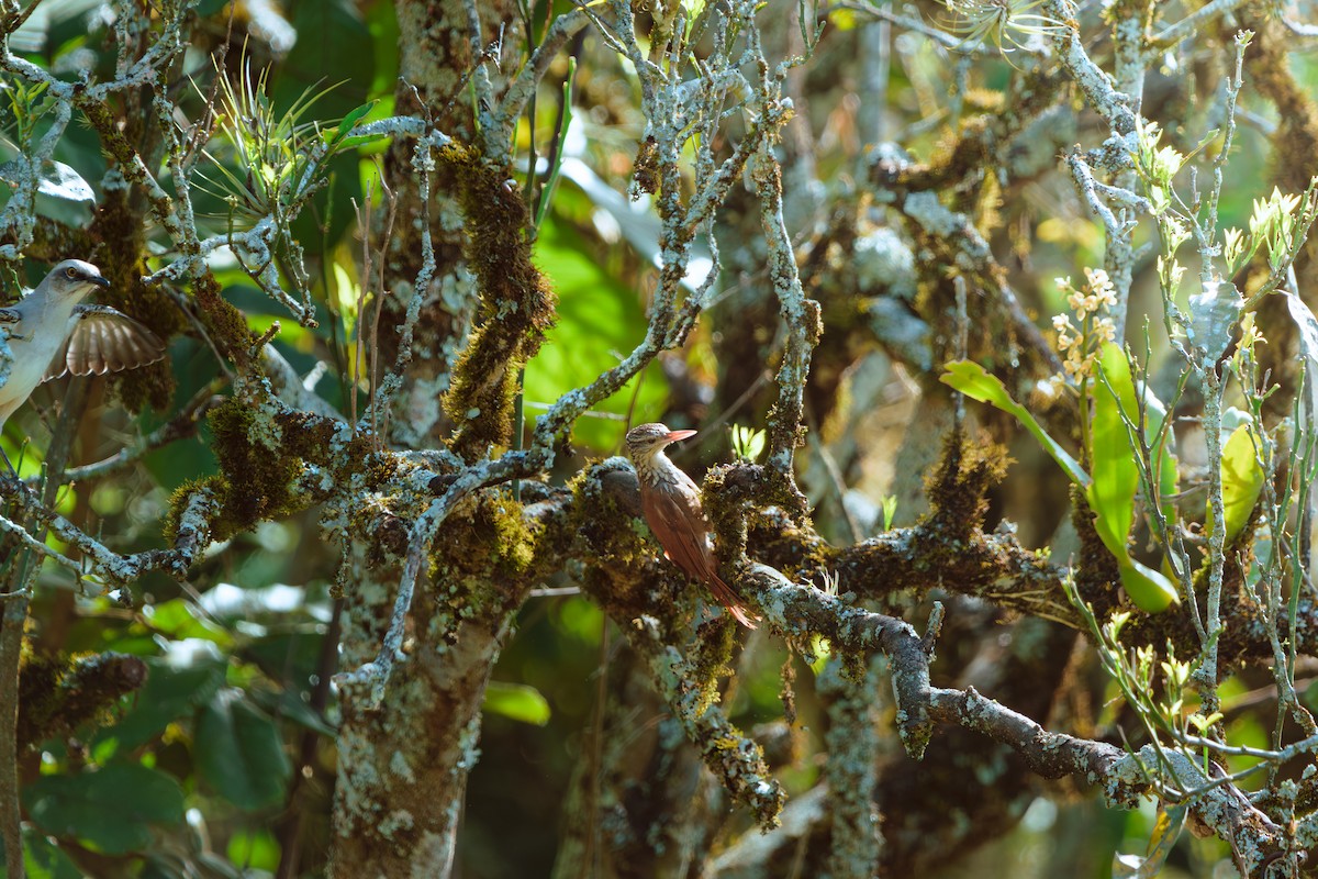 Straight-billed Woodcreeper - ML646400959