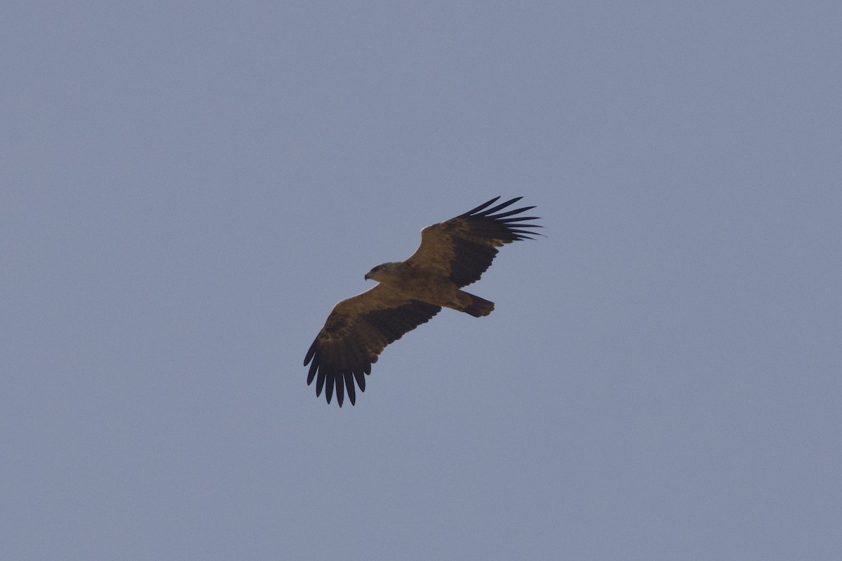 Águila Rapaz - ML646400960