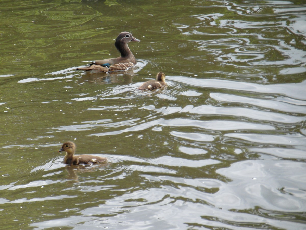 鴛鴦 - ML646400961