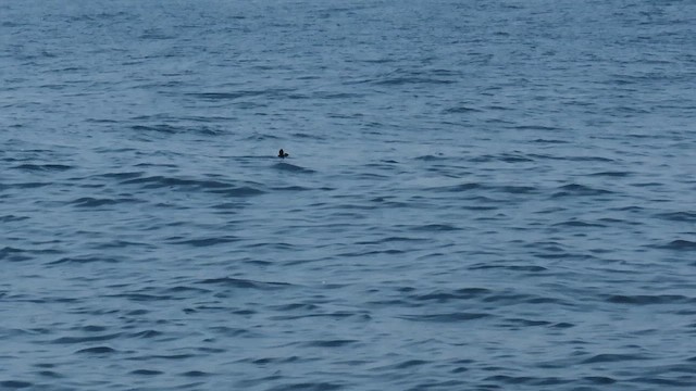 Wilson's Storm-Petrel - ML646400962