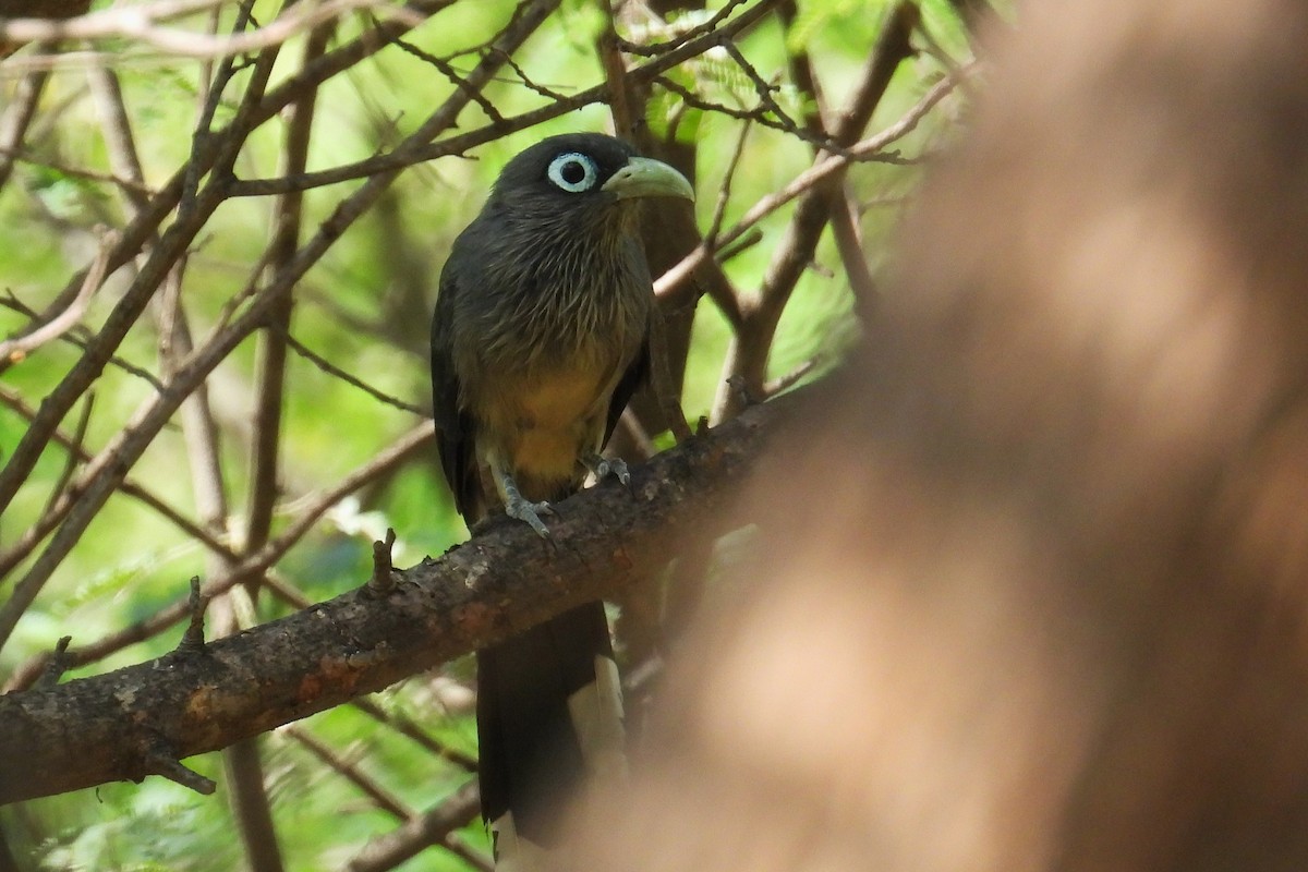 Blue-faced Malkoha - ML646400963