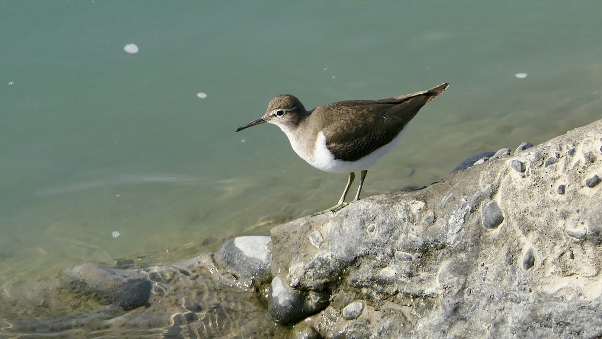 Хайргын хөгчүү - ML646400964