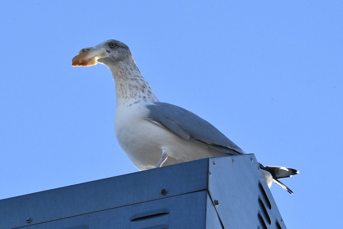 American Herring Gull - ML646400965