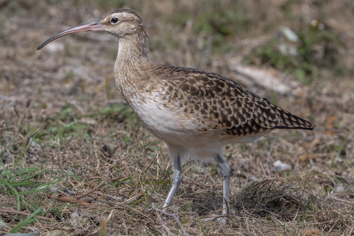 Bristle-thighed Curlew - ML646400967