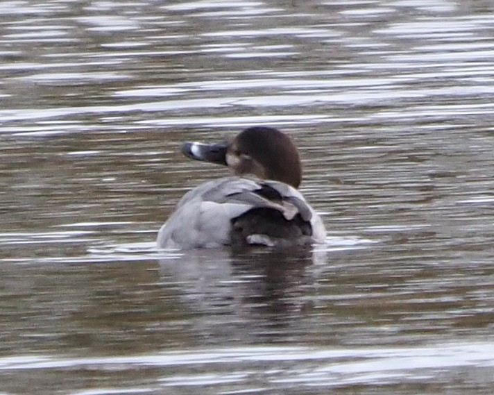 Common Pochard - ML646400968