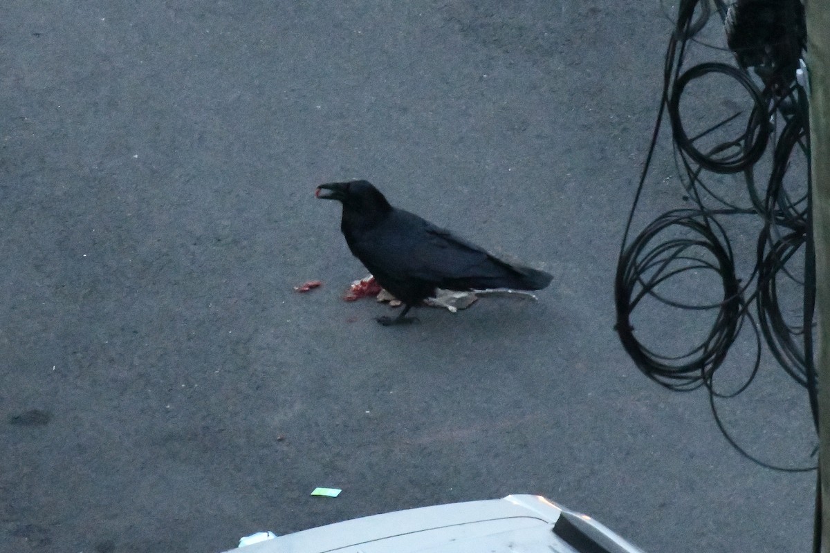 Common Raven - ML646400972