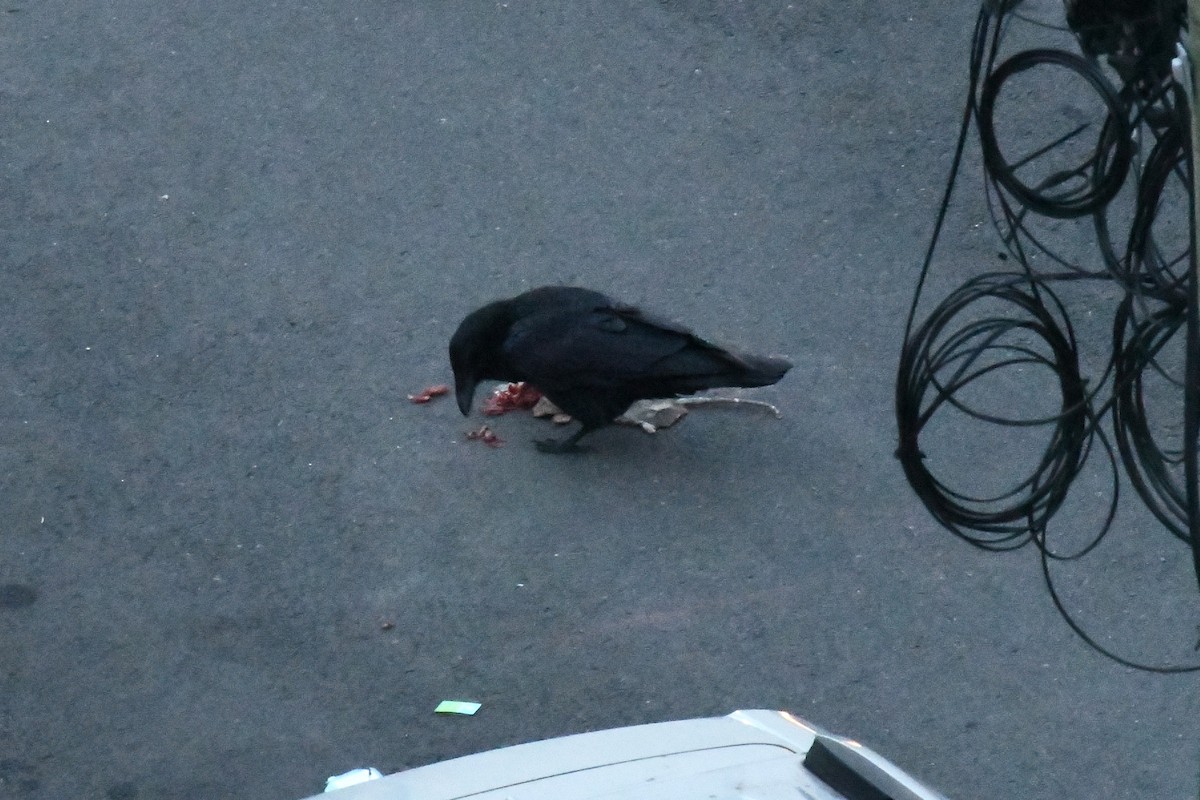 Common Raven - ML646400973