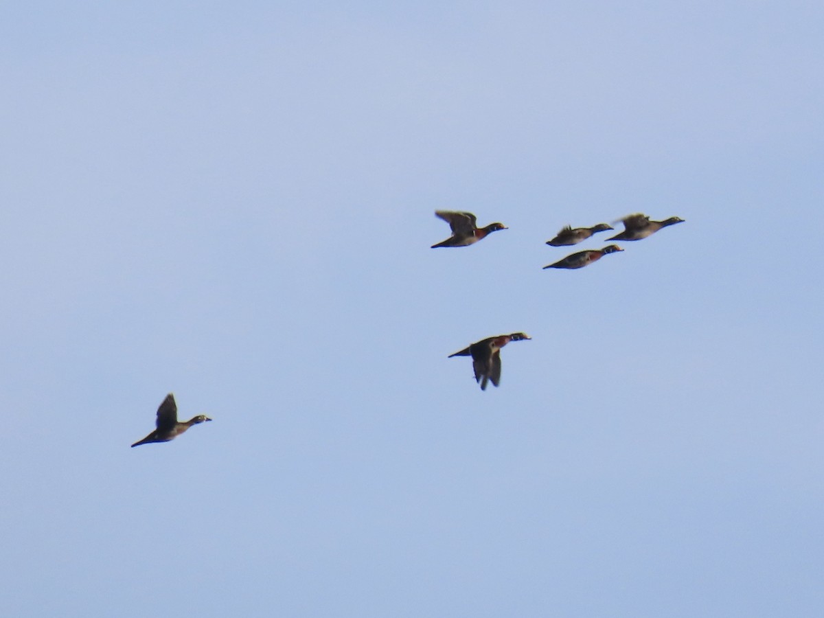 Wood Duck - ML646400974