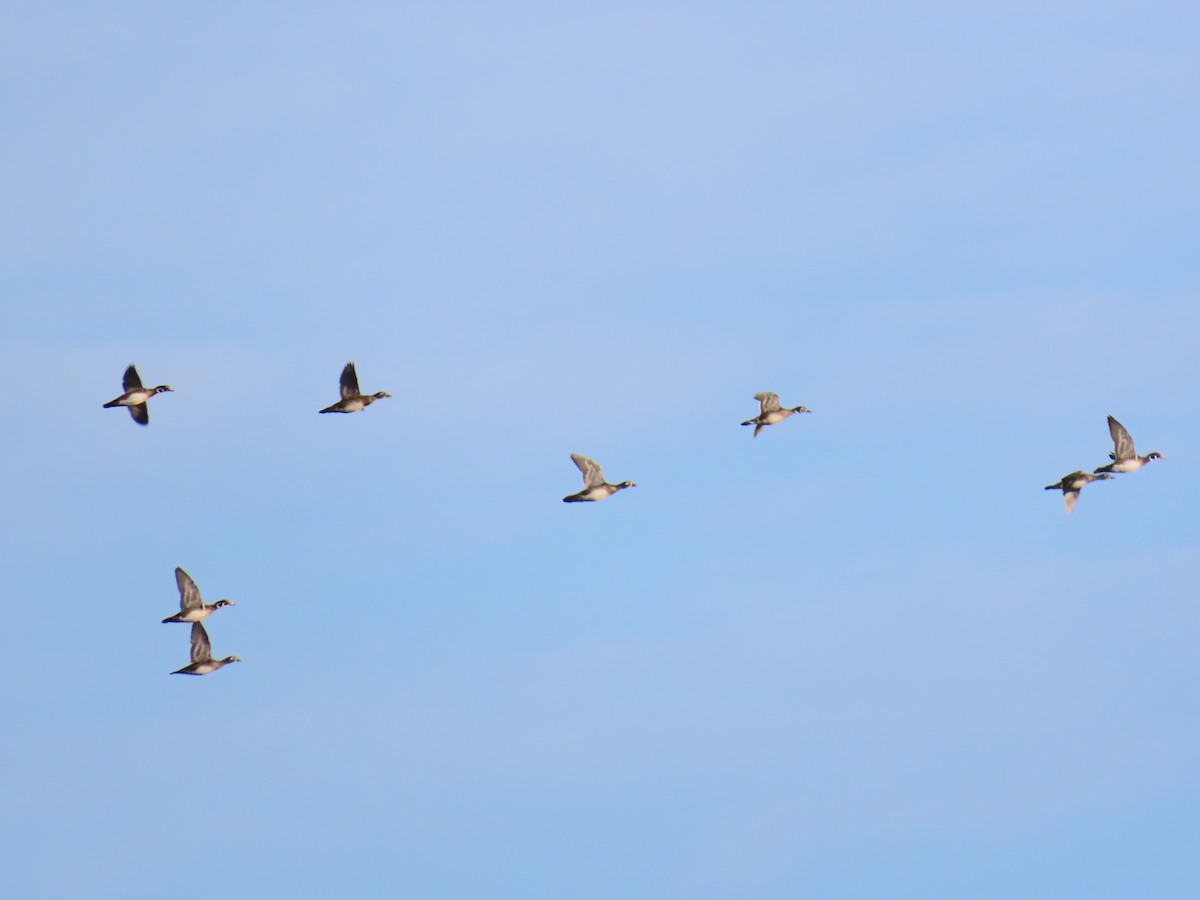 Wood Duck - ML646400975