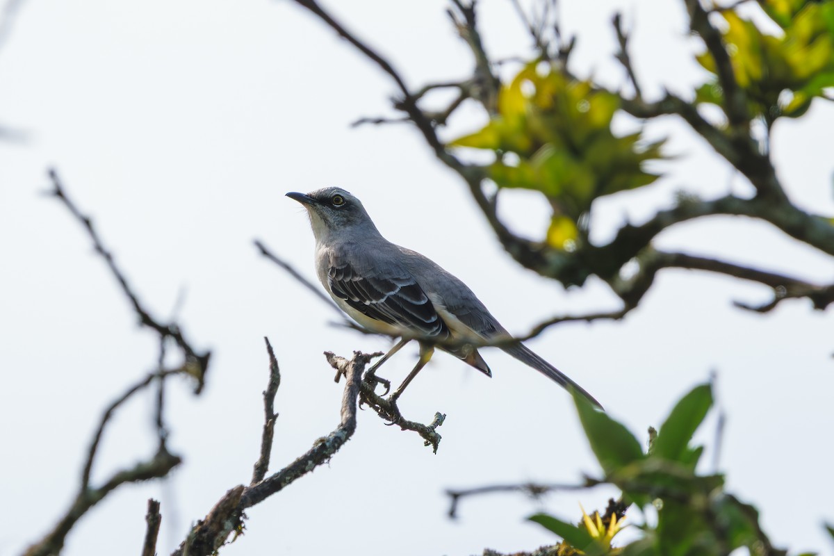 Tropical Mockingbird - ML646400977